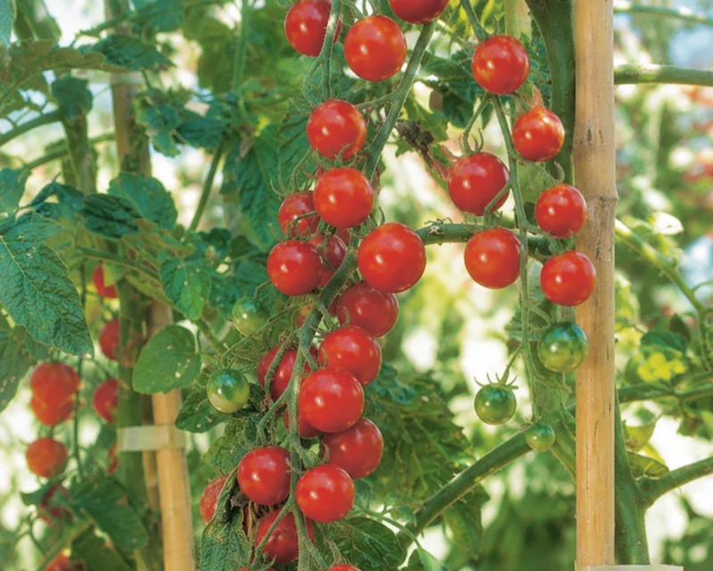 Sweet Million Hybrid Tomato Seeds