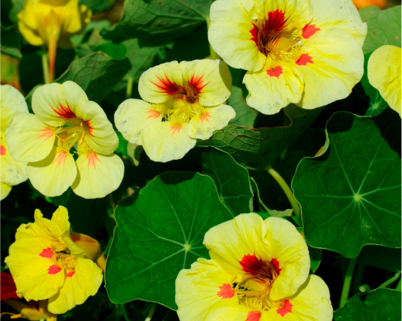 Peach Melba Nasturtium Seeds