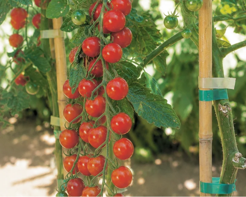 Sweet Million Hybrid Tomato Seeds