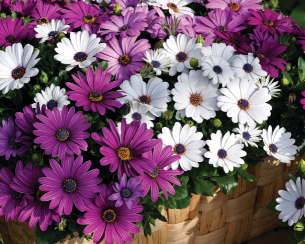 Osteospermum