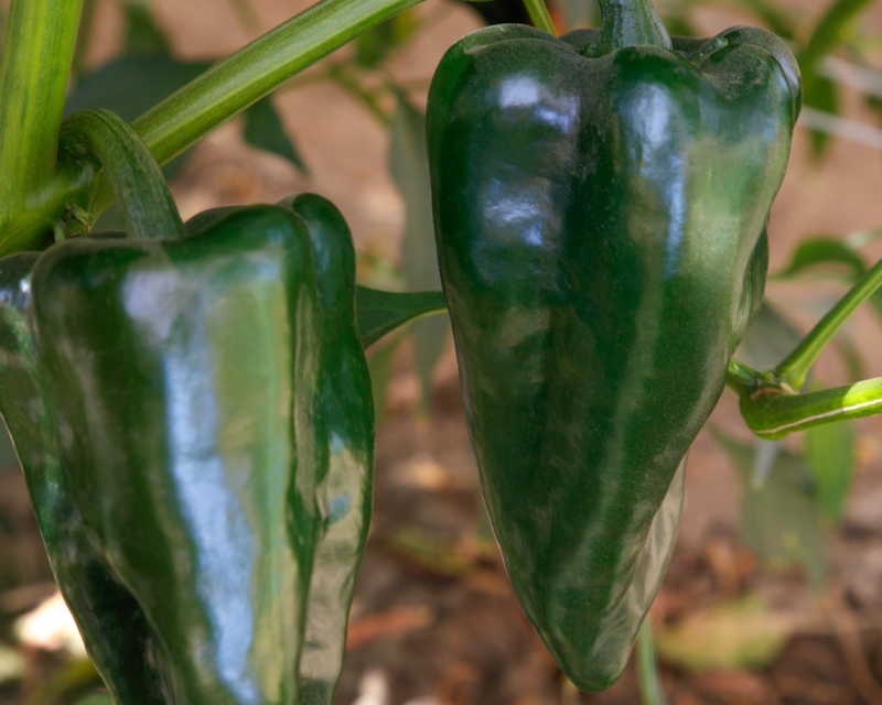 Bulk: Trident Hybrid Pepper Seeds