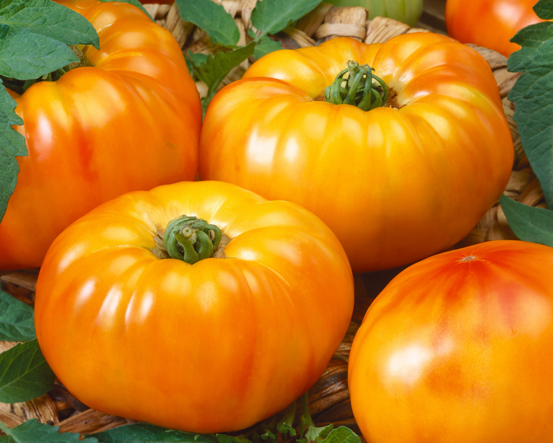 Bulk: Chef's™ Choice Bicolor Hybrid Slicing VFTA Tomato Seeds