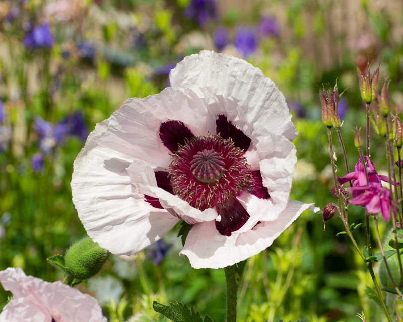 Royal Wedding Oriental Poppy Seeds