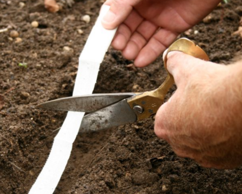 French Breakfast Radish Seed Tape