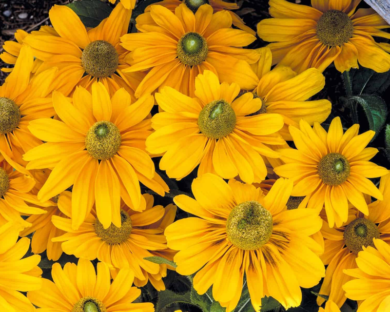 Amarillo Gold Rudbeckia Seeds