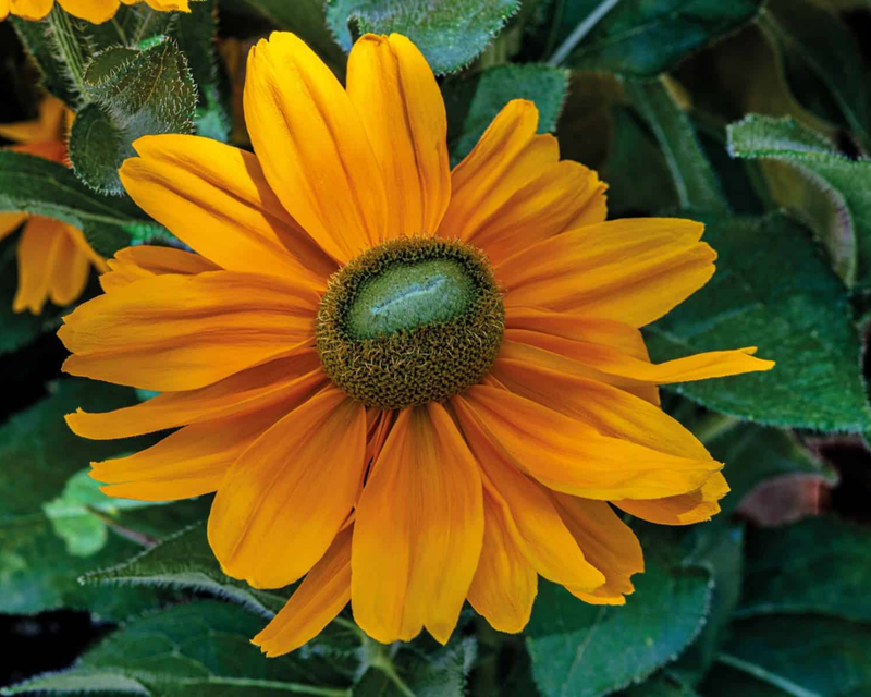 Amarillo Gold Rudbeckia Seeds