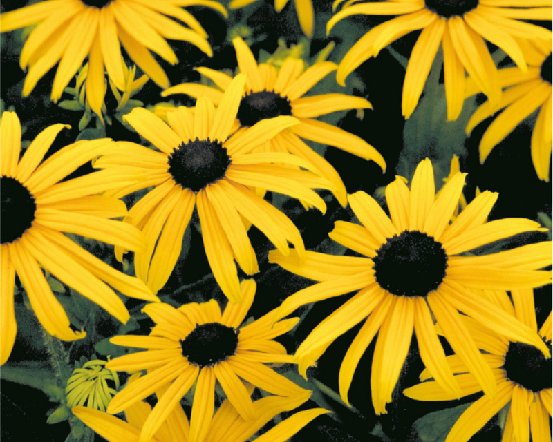 Goldsturm Rudbeckia Seeds