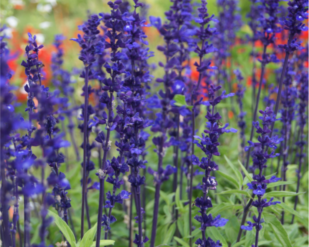 Salvia