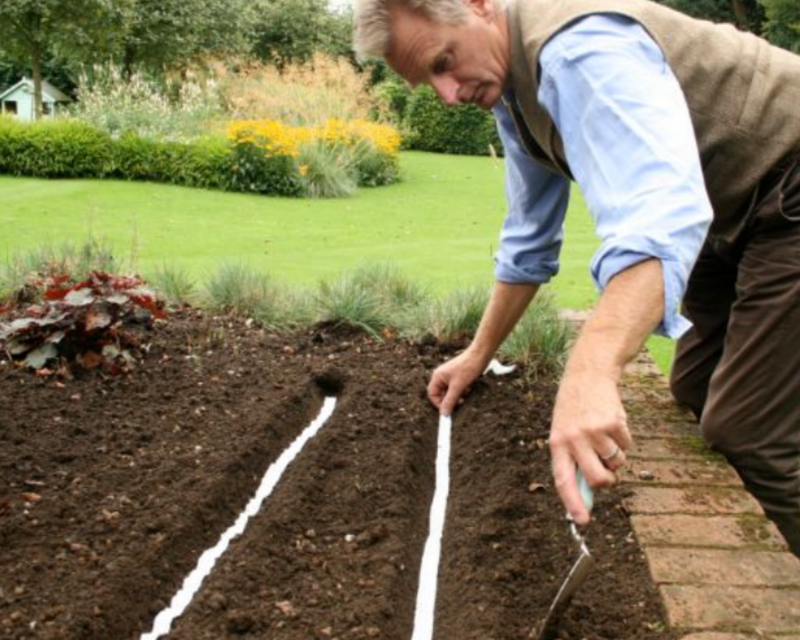 French Breakfast Radish Seed Tape