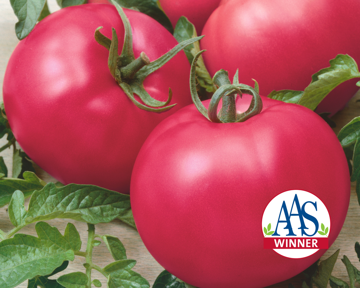 Chef's™ Choice Pink Hybrid Slicing VFNTA Tomato Seeds