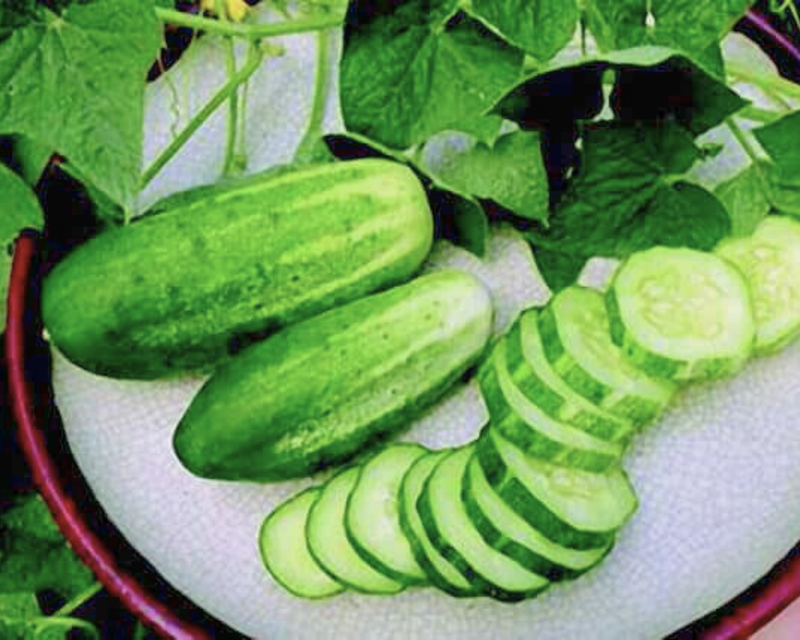 Bulk: Arkansas Little Leaf (H-19) Cucumber Seeds