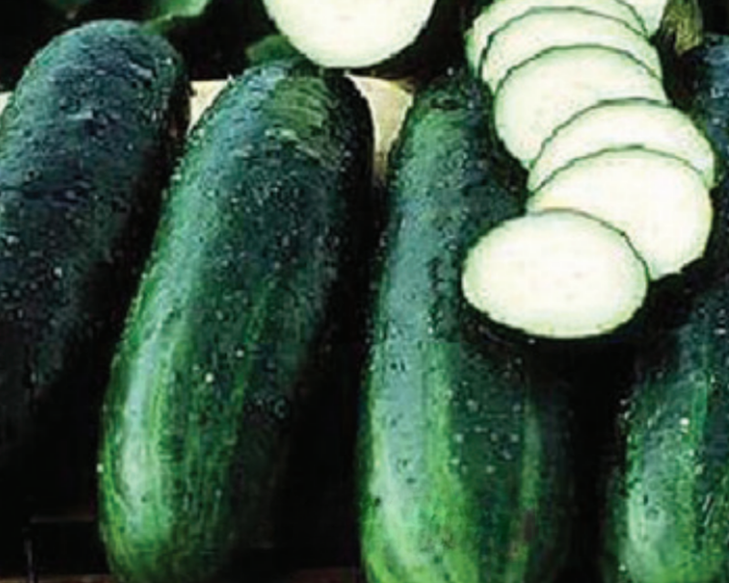 Bulk: Bush Crop Cucumber Seeds