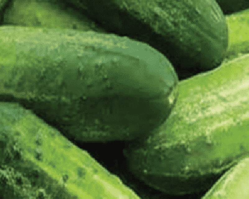 best cucumber seeds to plant Bush Pickle Hybrid Cucumber Seeds