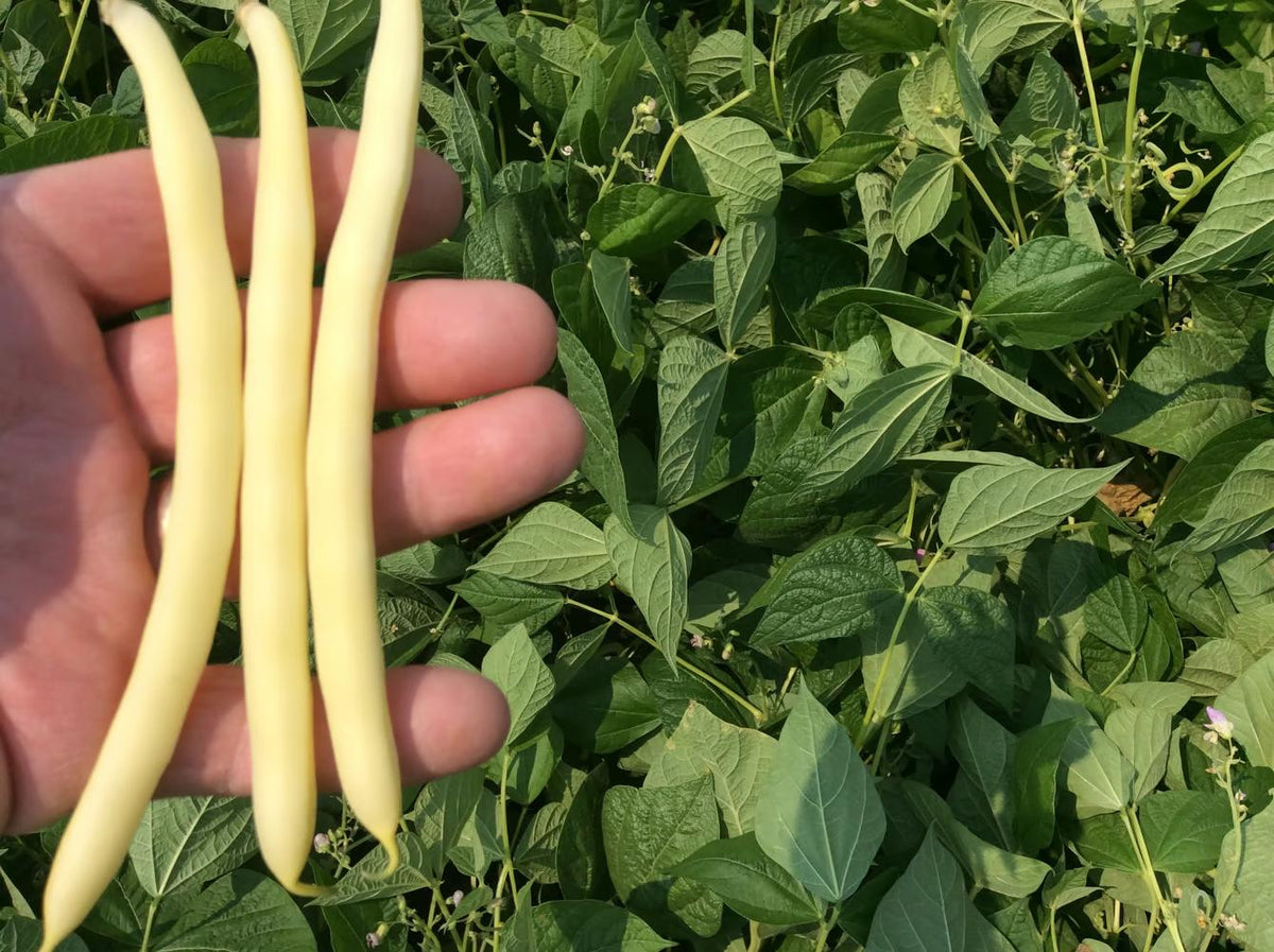 Cherokee Wax Bean Seeds — Seeds 'n Such