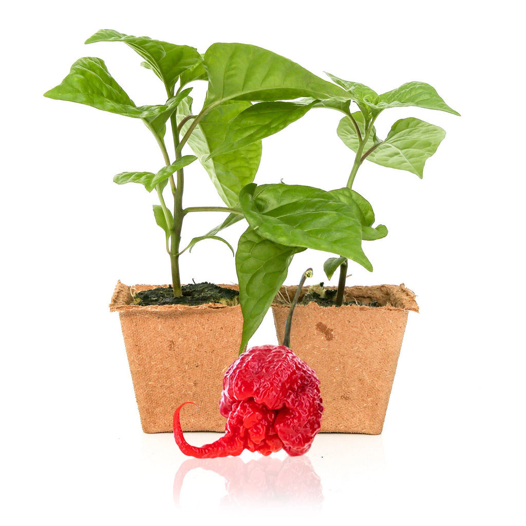 carolina reaper plant pot size Carolina Reaper Pepper Plants