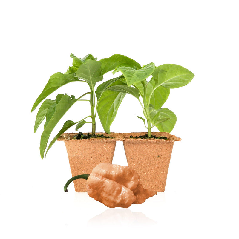 carolina reaper plant seeds Peach Reaper Pepper Plants