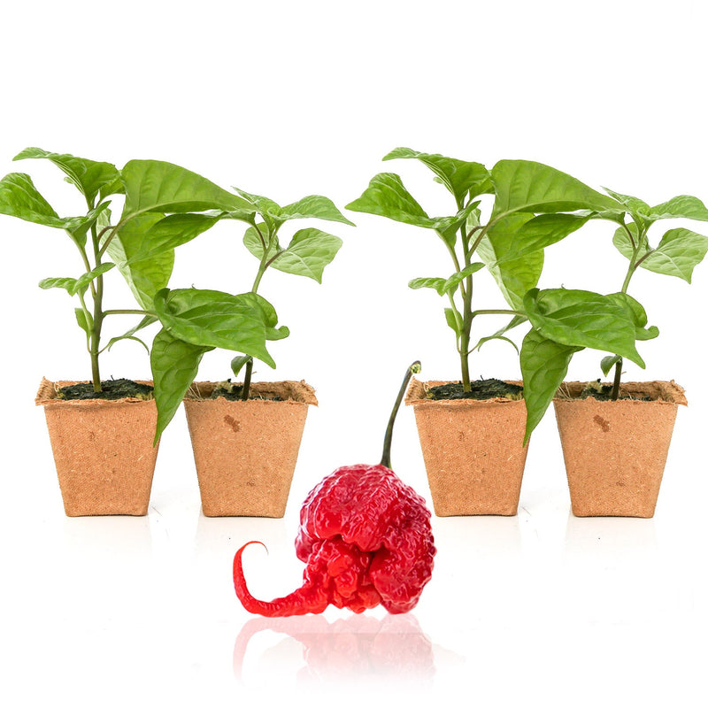 potted pepper plants for sale Carolina Reaper Pepper Plants — Seeds 'n Such