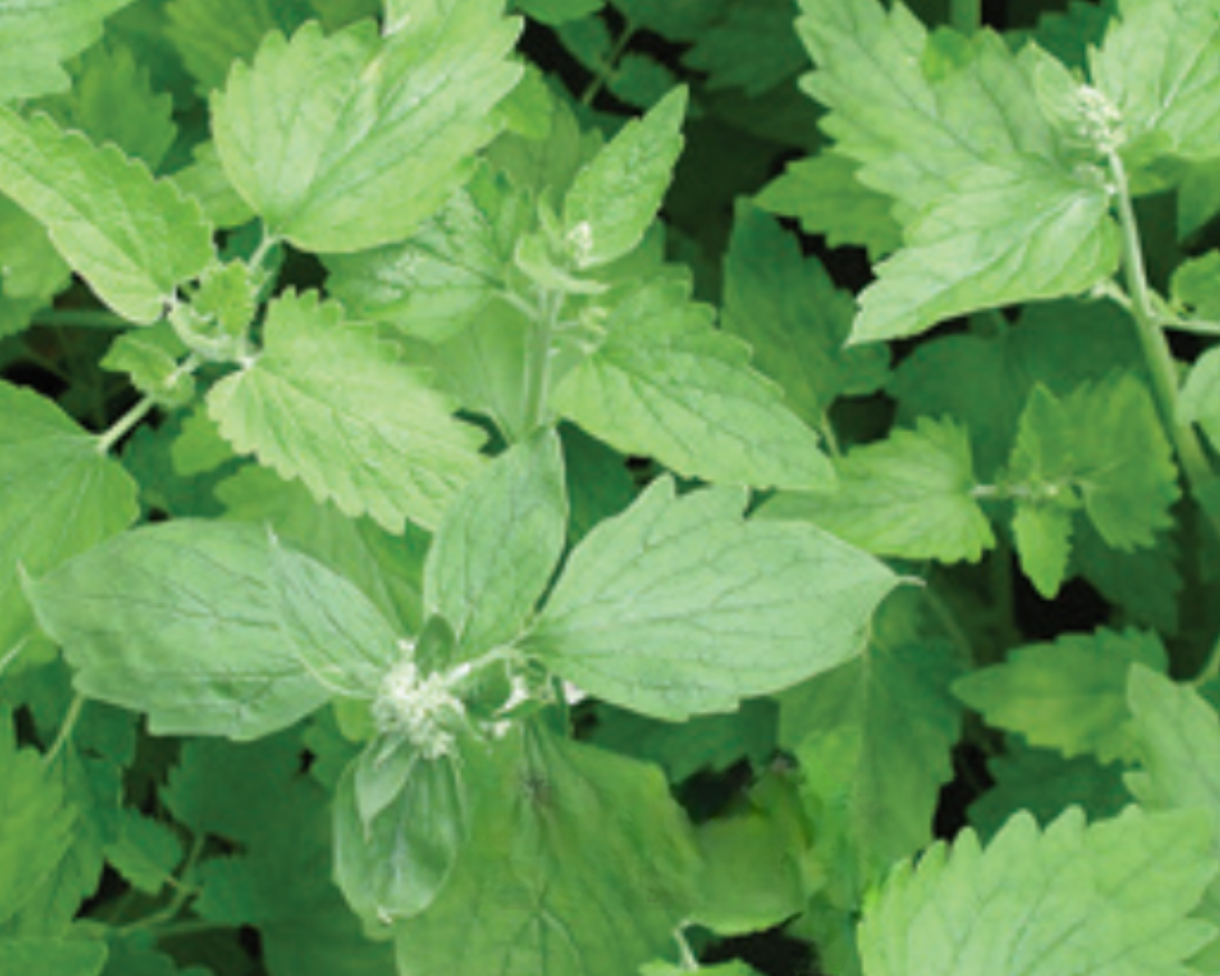 Catnip