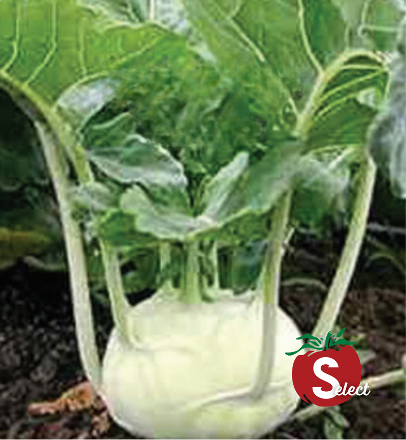 Bulk: Early White Vienna Kohlrabi Seeds