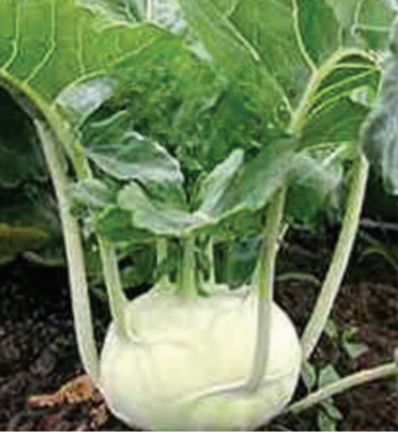 Bulk: Early White Vienna Kohlrabi Seeds