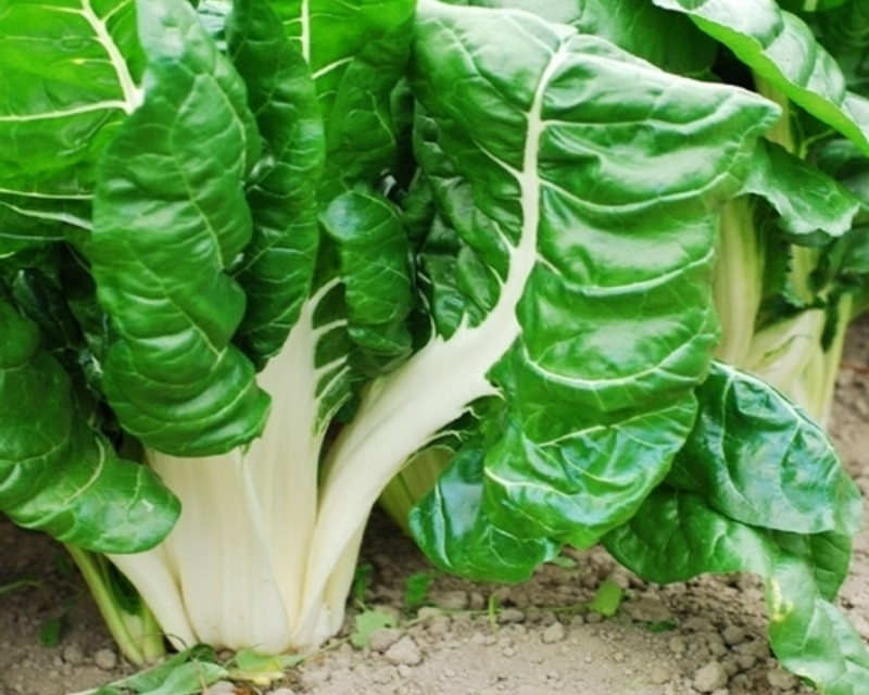 Fordhook Giant Swiss Chard Seeds