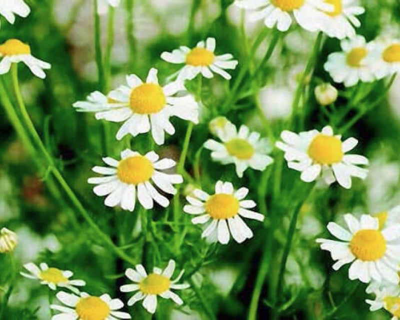chamomile seeds from flower German Chamomile Seeds — Seeds 'n Such