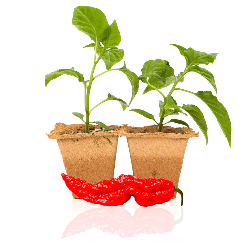 ghost pepper seeds for planting Ghost Pepper Plants — Seeds 'n Such