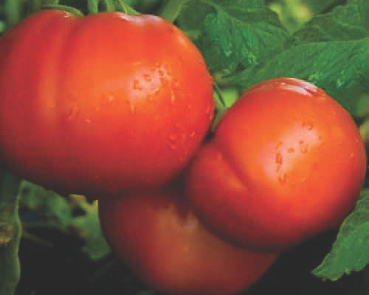 Goliath Italian Hybrid Red Beefsteak VFFNTA Tomato Seeds