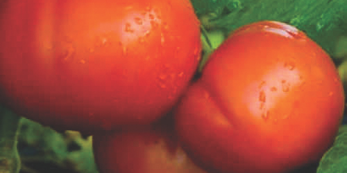 Goliath Italian Hybrid Red Beefsteak VFFNTA Tomato Seeds — Seeds