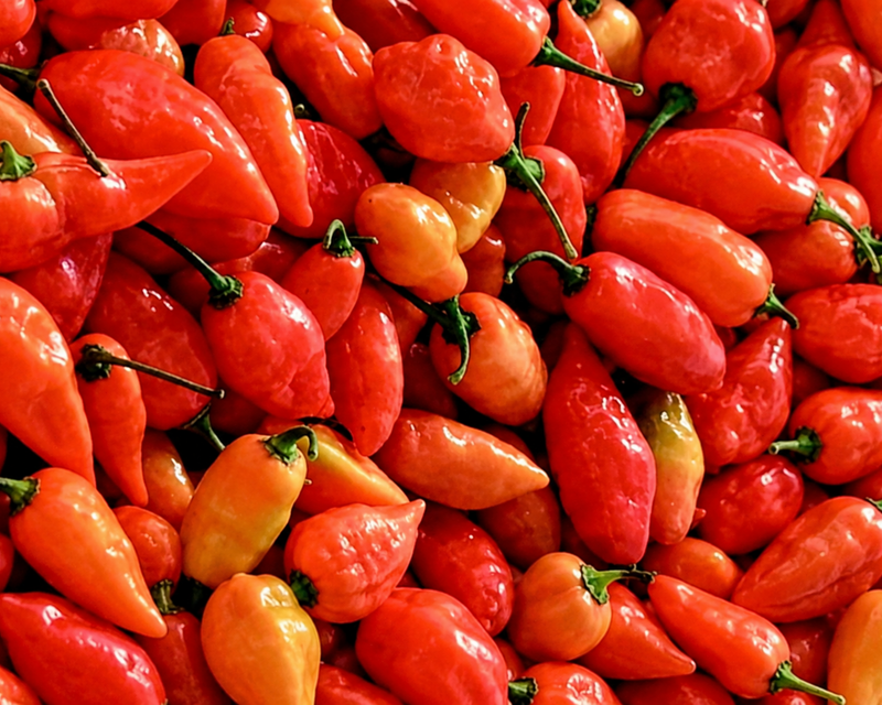Habanada Pepper Seeds