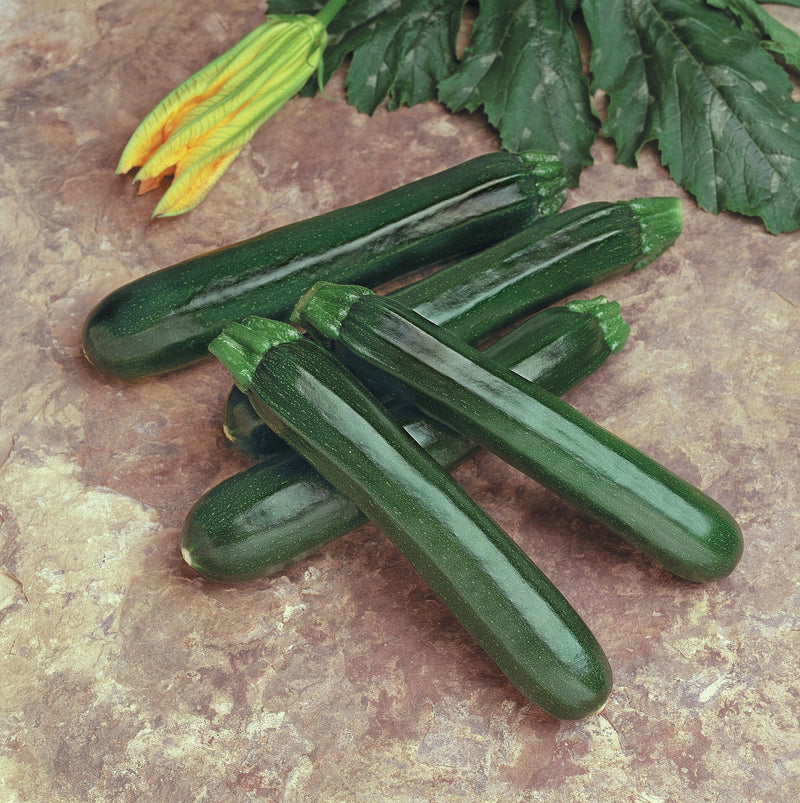Bulk: Noche Hybrid Zucchini Seeds