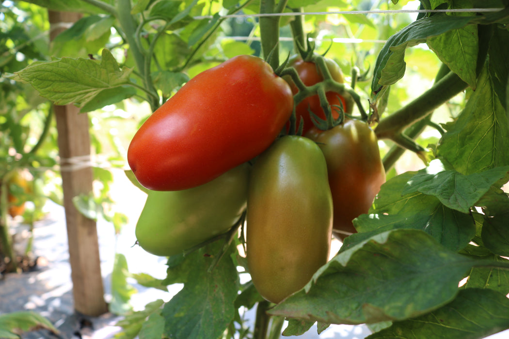 Zenzei Hybrid Tomato Seeds