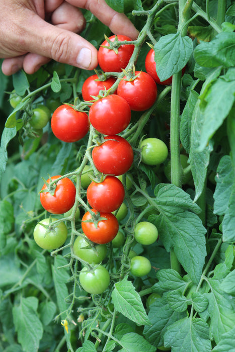 Bulk: Unicorn Hybrid Tomato FNT
