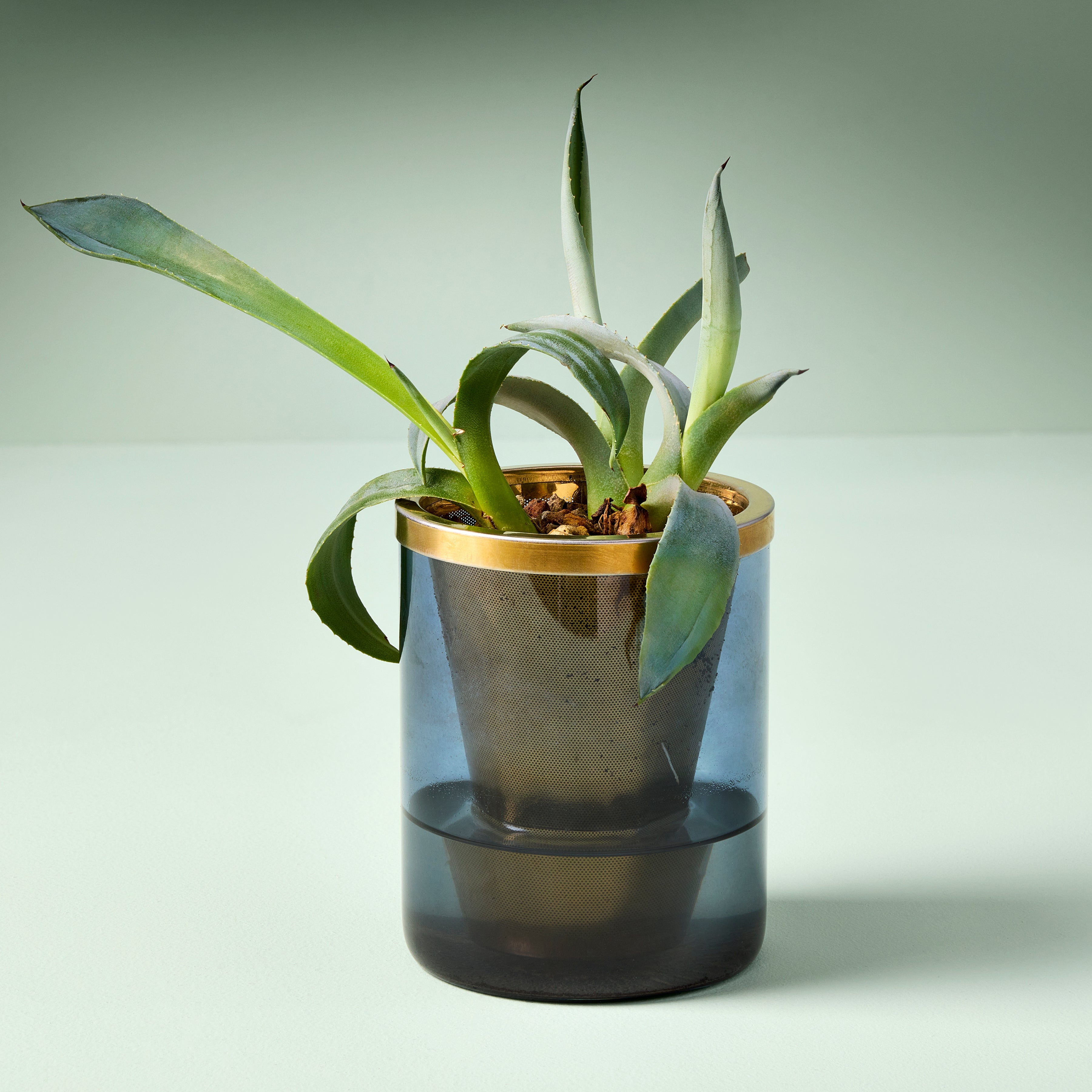 Modern Sprout Agave Grow Kit - Thumbnail 5
