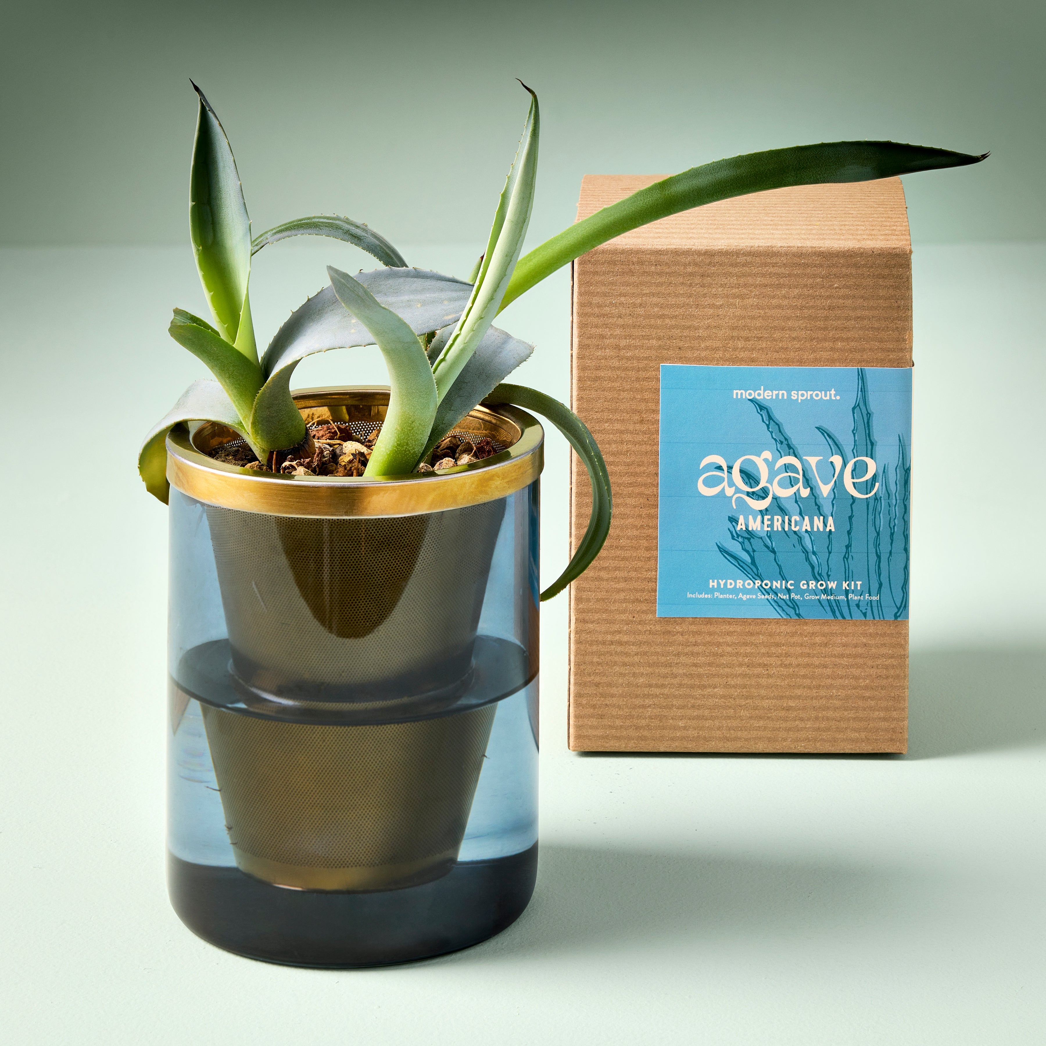 Modern Sprout Agave Grow Kit - Thumbnail 2