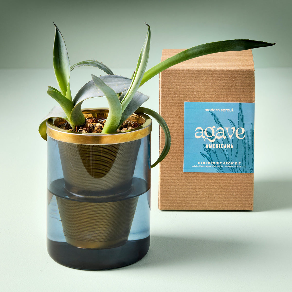 agave plant roots Agave Grow Kit — Seeds 'n Such