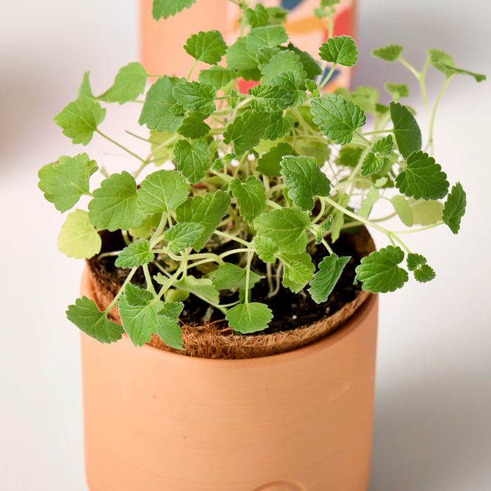 Pet Tiny Terracotta Grow Kits