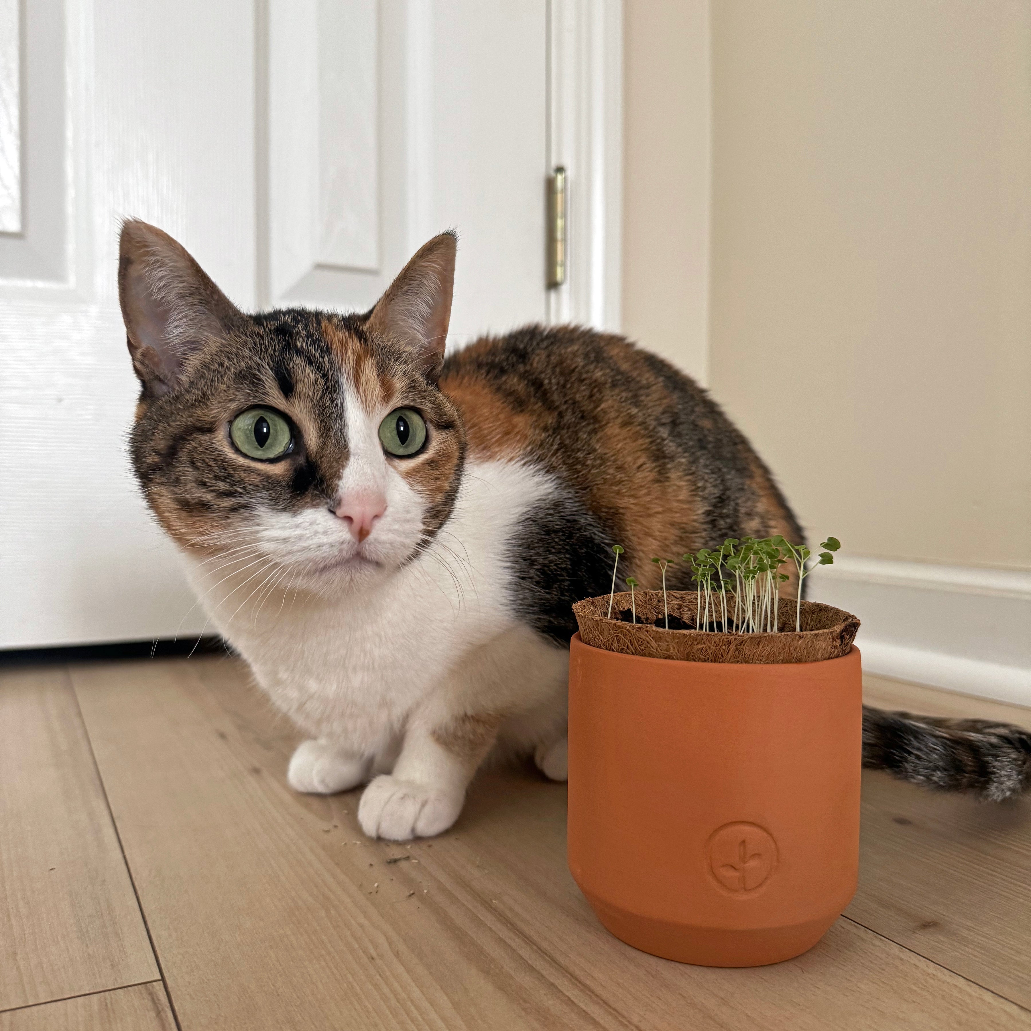 Pet Tiny Terracotta Grow Kits — Seeds 'n Such