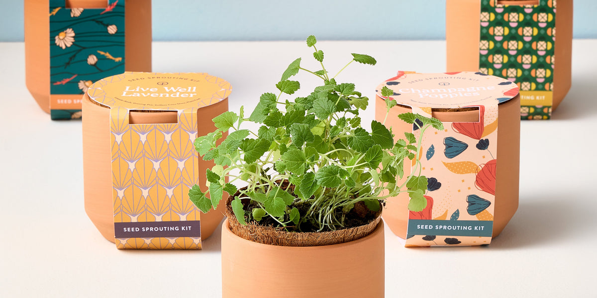live well lavender seed sprouting kit Tiny Terracotta Kits — Seeds 'n Such