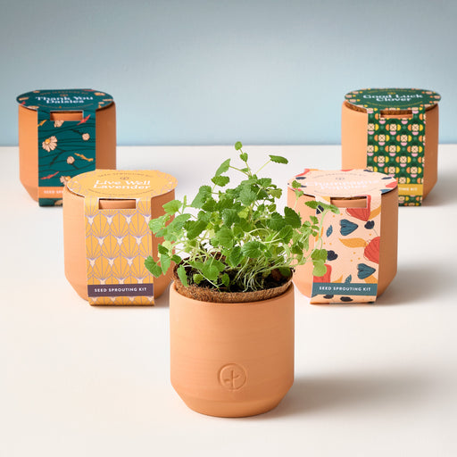 seed planter kit Tiny Terracotta Kits — Seeds 'n Such