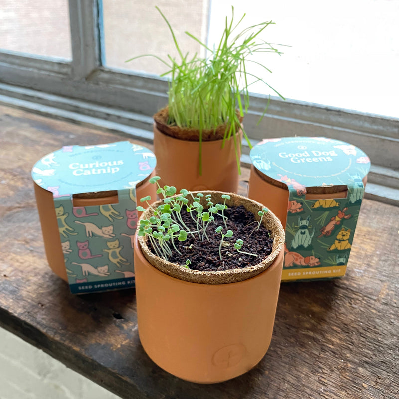 tiny terracotta plant pots Pet Tiny Terracotta Grow Kits — Seeds 'n Such