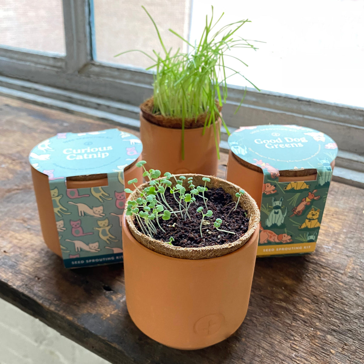 Pet Tiny Terracotta Grow Kits — Seeds 'n Such