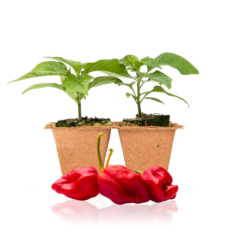 Moruga Trinidad Scorpion Pepper Plants