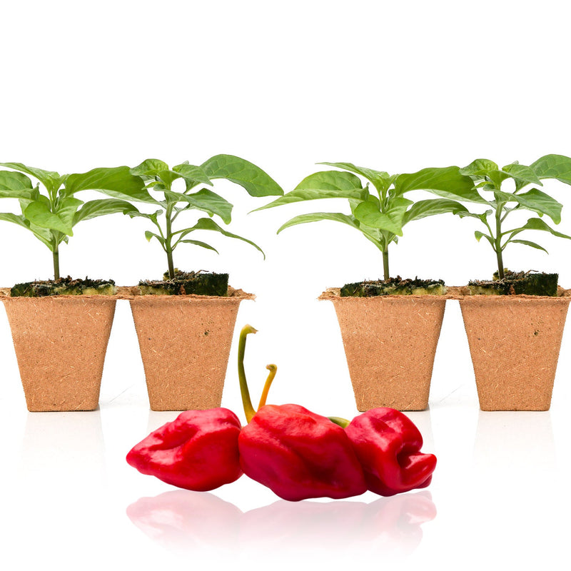 planting trinidad scorpion seeds Moruga Trinidad Scorpion Pepper Plants — Seeds 'n Such