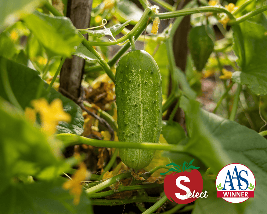 Pick-A-Bushel Hybrid Cucumber Seeds