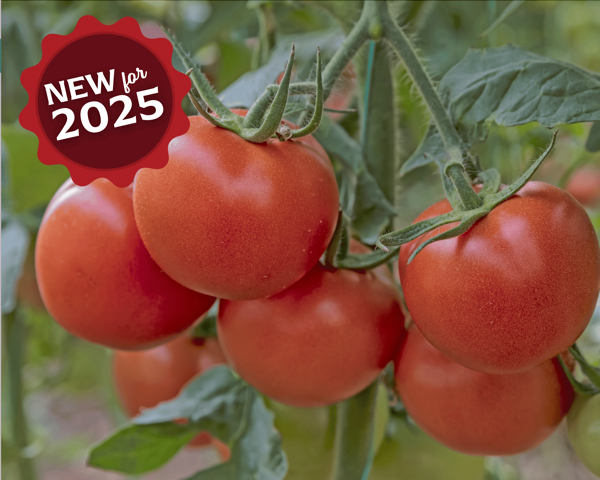 Bulk: Independence Day Tomato Seeds — Seeds 'n Such