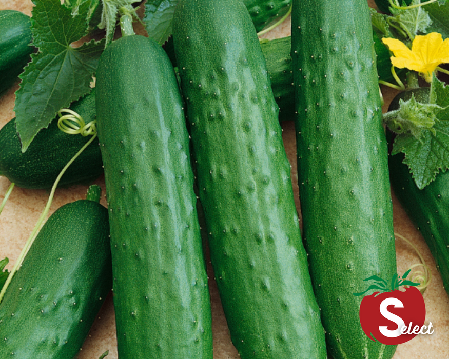 Bulk: Saladmore Bush Hybrid Cucumber Seeds