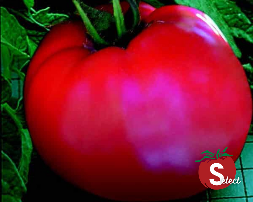 Goliath Original Hybrid Tomato Seeds