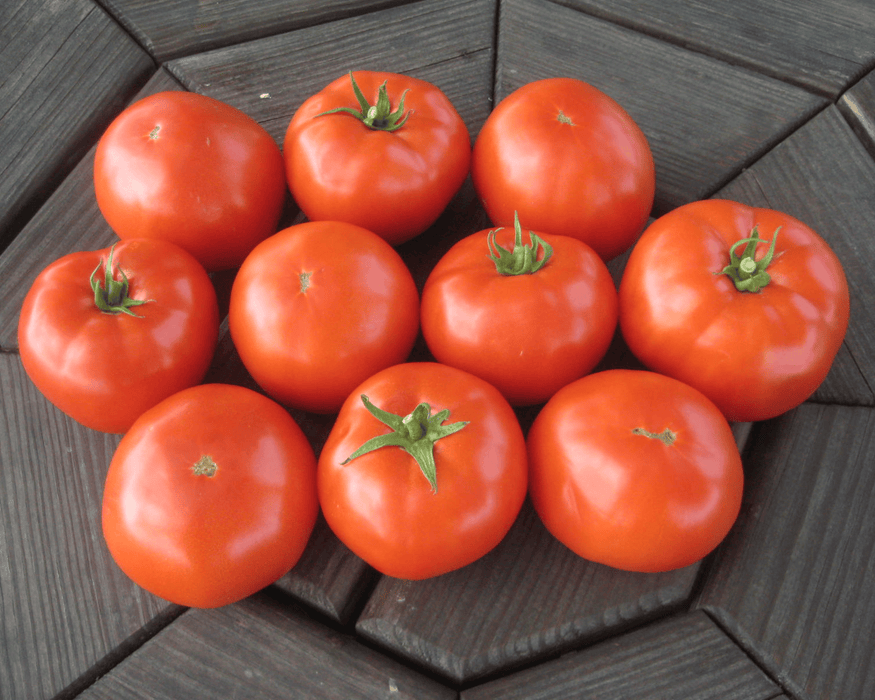 Bulk: Mountain Merit Hybrid Tomato Seeds