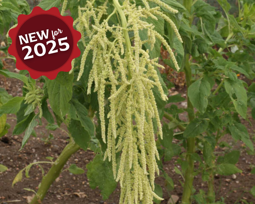 Green Tails Amaranth Seeds